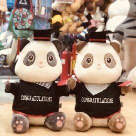 gấu tốt nghiệp